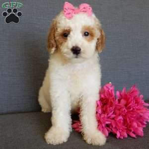 Emmy, Mini Goldendoodle Puppy